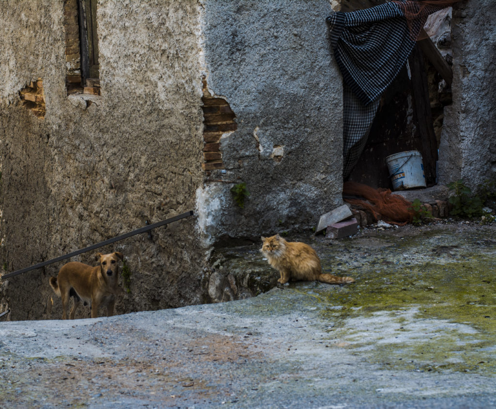 Un cane ed un gatto che vivono in perfetta armonia 