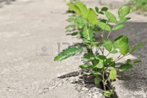 Cosenza: giornata nazionale dell’albero, contro il degrado per la difesa della natura.